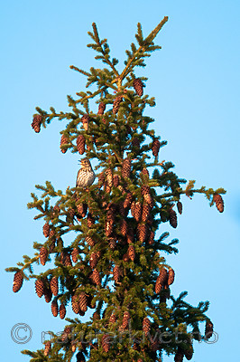 BB 11 0456 / Turdus philomelos / Måltrost